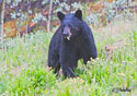 Ursus americanus